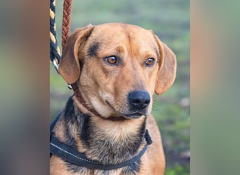 Marsall SI - selbstbewusst, typisch Dackel