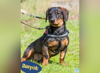 Bütyök SI - vertraglich, etwas unsicher