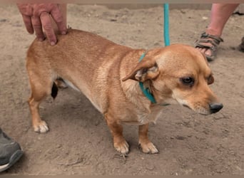 Cinke, geboren 01.06.2024, 28cm sucht ihr Zuhause