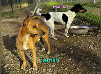 Marina1 geb. 11/2022 (ESP) - unglaublich sanfte und liebevolle Bodeguero-Dackel-Mix Hündin!