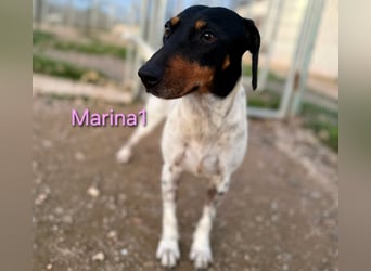 Marina1 geb. 11/2022 (ESP) - unglaublich sanfte und liebevolle Bodeguero-Dackel-Mix Hündin!