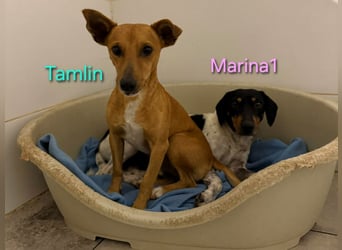 Marina1 geb. 11/2022 (ESP) - unglaublich sanfte und liebevolle Bodeguero-Dackel-Mix Hündin!