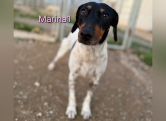 Marina1 geb. 11/2022 (ESP) - unglaublich sanfte und liebevolle Bodeguero-Dackel-Mix Hündin!