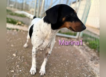 Marina1 geb. 11/2022 (ESP) - unglaublich sanfte und liebevolle Bodeguero-Dackel-Mix Hündin!