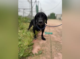 Shine geb. 06/2021 (ESP) - sozialer und verspielter Dackel-Mix wünscht sich eine Familie!