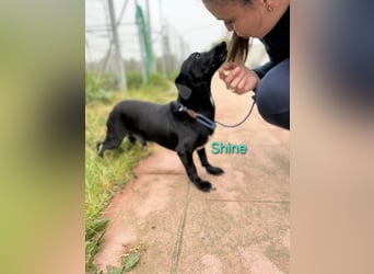 Shine geb. 06/2021 (ESP) - sozialer und verspielter Dackel-Mix wünscht sich eine Familie!