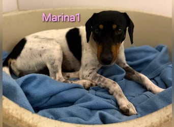 Marina1 geb. 11/2022 (ESP) - unglaublich sanfte und liebevolle Bodeguero-Dackel-Mix Hündin!