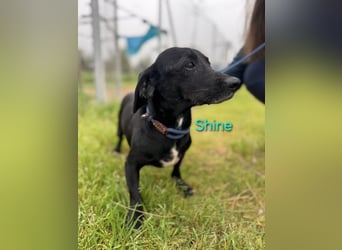 Shine geb. 06/2021 (ESP) - sozialer und verspielter Dackel-Mix wünscht sich eine Familie!