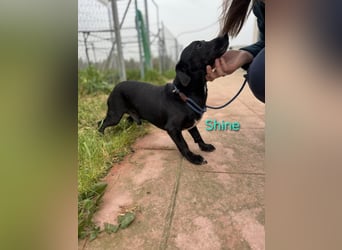Shine geb. 06/2021 (ESP) - sozialer und verspielter Dackel-Mix wünscht sich eine Familie!