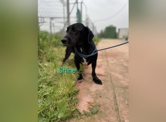 Shine geb. 06/2021 (ESP) - sozialer und verspielter Dackel-Mix wünscht sich eine Familie!