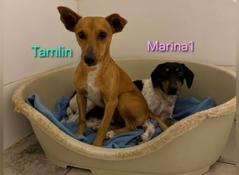 Marina1 geb. 11/2022 (ESP) - unglaublich sanfte und liebevolle Bodeguero-Dackel-Mix Hündin!