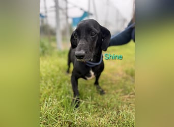 Shine geb. 06/2021 (ESP) - sozialer und verspielter Dackel-Mix wünscht sich eine Familie!