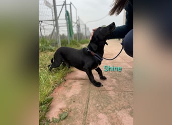 Shine geb. 06/2021 (ESP) - sozialer und verspielter Dackel-Mix wünscht sich eine Familie!