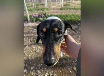 Marina1 geb. 11/2022 (ESP) - unglaublich sanfte und liebevolle Bodeguero-Dackel-Mix Hündin!