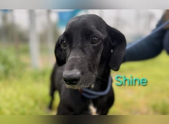 Shine geb. 06/2021 (ESP) - sozialer und verspielter Dackel-Mix wünscht sich eine Familie!