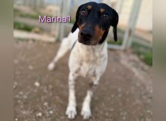 Marina1 geb. 11/2022 (ESP) - unglaublich sanfte und liebevolle Bodeguero-Dackel-Mix Hündin!