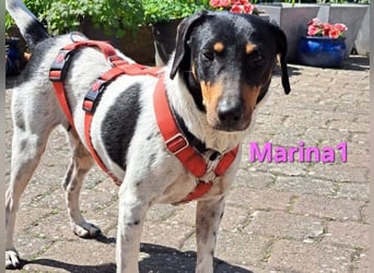 Marina1 geb. 11/2022 (in Deutschland) - unglaublich sanfte, liebevolle Bodeguero-Dackel-Mix Hündin!