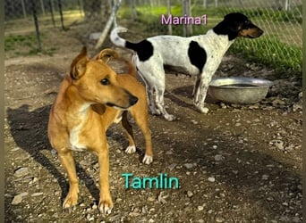 Marina1 geb. 11/2022 (in Deutschland) - unglaublich sanfte, liebevolle Bodeguero-Dackel-Mix Hündin!