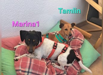 Marina1 geb. 11/2022 (in Deutschland) - unglaublich sanfte, liebevolle Bodeguero-Dackel-Mix Hündin!