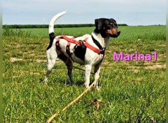 Marina1 geb. 11/2022 (in Deutschland) - unglaublich sanfte, liebevolle Bodeguero-Dackel-Mix Hündin!