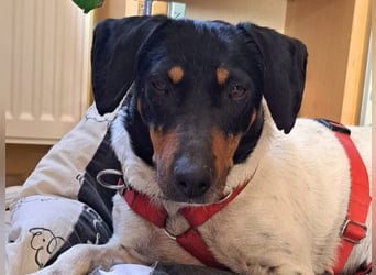 Marina1 geb. 11/2022 (in Deutschland) - unglaublich sanfte, liebevolle Bodeguero-Dackel-Mix Hündin!