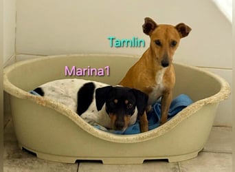 Marina1 geb. 11/2022 (in Deutschland) - unglaublich sanfte, liebevolle Bodeguero-Dackel-Mix Hündin!