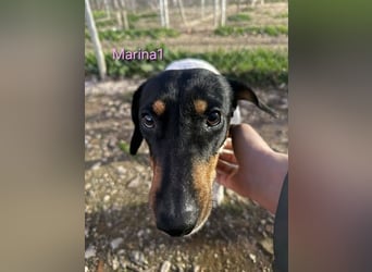 Marina1 geb. 11/2022 (in Deutschland) - unglaublich sanfte, liebevolle Bodeguero-Dackel-Mix Hündin!