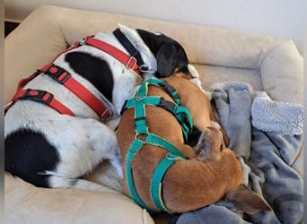 Marina1 geb. 11/2022 (in Deutschland) - unglaublich sanfte, liebevolle Bodeguero-Dackel-Mix Hündin!