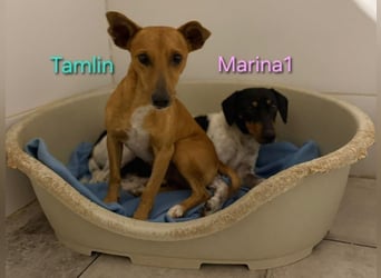 Marina1 geb. 11/2022 (in Deutschland) - unglaublich sanfte, liebevolle Bodeguero-Dackel-Mix Hündin!
