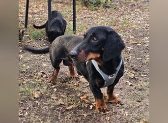 Walram ist ein typischer Dackel Walram ist ein typischer Dackel