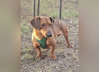 Der aufmerksame Jeppe möchte lernen