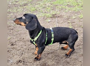 Jergl sucht ein ein behütetes Zuhause