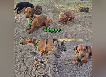 Der aufmerksame Jeppe möchte lernen