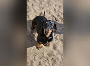 Heinzi ist ein charmanter, agiler Rüde