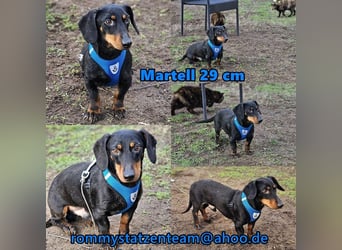 Martell ist clever und aufmerksam