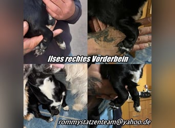 Ilse hat ein zauberhaftes, liebes Wesen