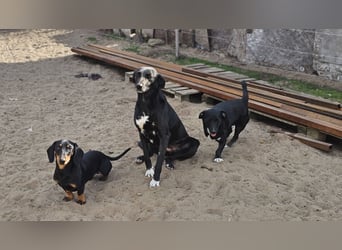 Heinzi ist ein charmanter, agiler Rüde