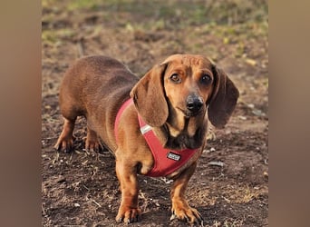 Stella ist ein tolles Dackelmädchen