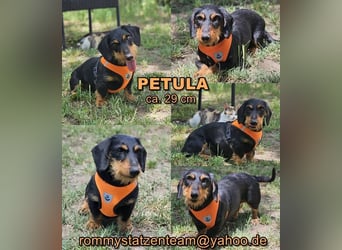 Petula ist eine aktive, kernige, Hündin