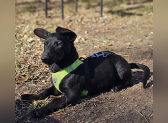 Coal-ein kleiner Charakterkopf und Clown