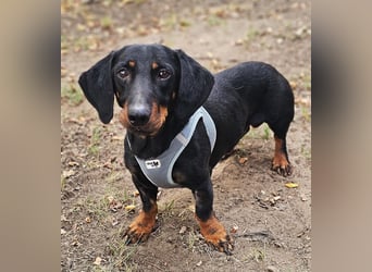 Walram ist ein typischer Dackel Walram ist ein typischer Dackel