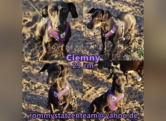 Ciemny benötigt Menschen mit Geduld und Verständnis
