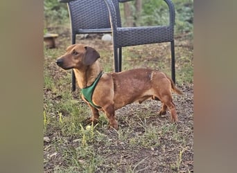 Der aufmerksame Jeppe möchte lernen