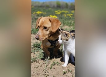 Kuno - lernfreudig und voller Energie