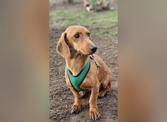 Eddi hat ein freundliches Wesen