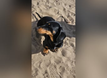 Heinzi ist ein charmanter, agiler Rüde