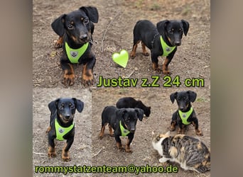 Justav ist, typisch Welpe, fröhlich, frech und aufgeweckt