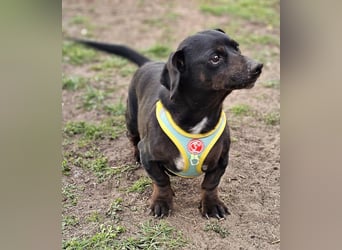 Mandi-ein Dackel mit einem Herz aus Gold