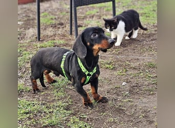 Jergl sucht ein ein behütetes Zuhause