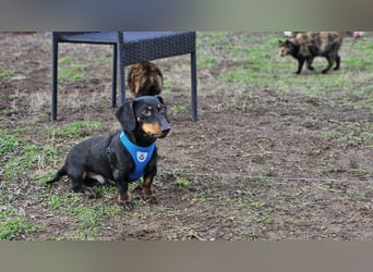 Martell ist clever und aufmerksam